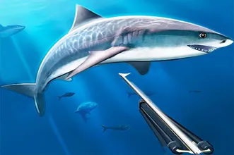 Hunting underwater spearfishing
